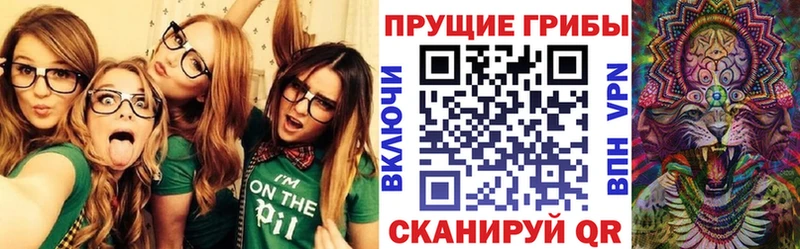 где купить наркотик  Новая Усмань  Псилоцибиновые грибы Psilocybe 